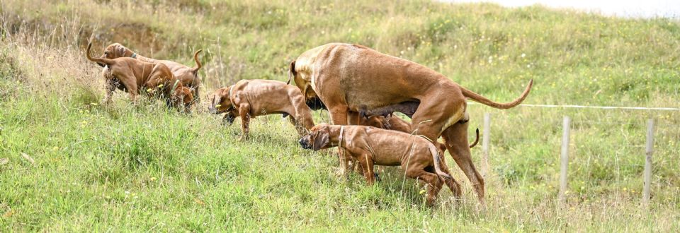 Oceansridge Rhodesian Ridgebacks